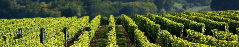 Nos Vins | Domaine Les Baies Sauvages